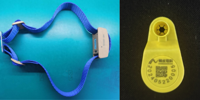 科技助力農(nóng)業(yè)產(chǎn)業(yè)過冬：牦牛戴上“智能手表”、科學(xué)選育耐寒油菜…