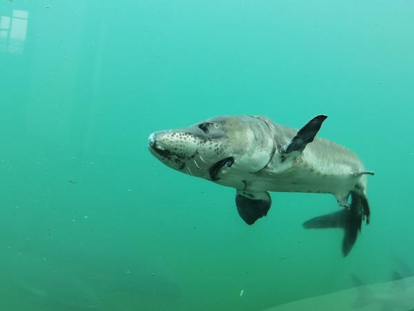 特稿｜254條中華鱘背后的守護(hù)人：年近七旬，苦撐15年