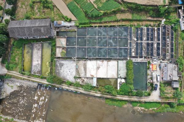 特稿｜254條中華鱘背后的守護(hù)人：年近七旬，苦撐15年