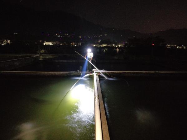 特稿｜254條中華鱘背后的守護(hù)人：年近七旬，苦撐15年