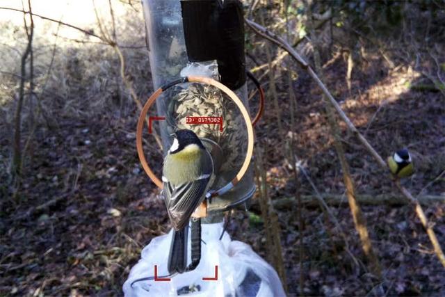 不光人臉識(shí)別，AI還能識(shí)鳥：歐洲團(tuán)隊(duì)首個(gè)模型準(zhǔn)確率90%