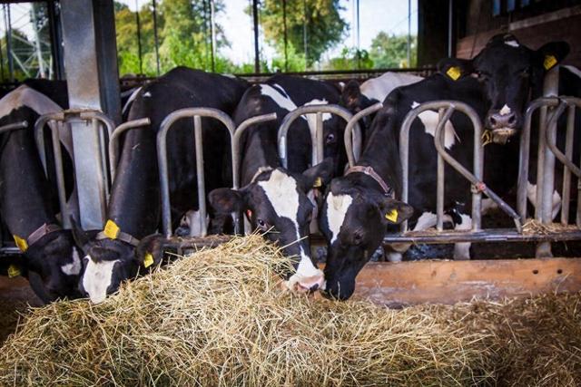 RFID電子耳標(biāo)的優(yōu)勢(shì)及應(yīng)用