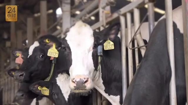 發(fā)現(xiàn)沒，有些城里人買鮮奶都不看日期了