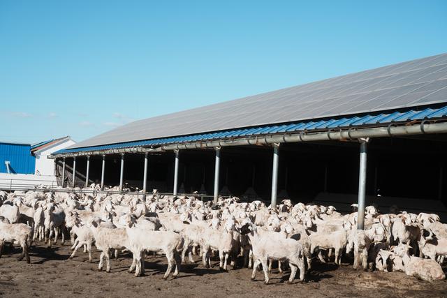 新春走基層｜記者手記：養(yǎng)殖園區(qū)里的振興圖景