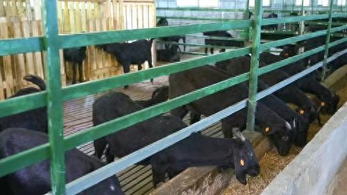 廣東清遠(yuǎn)市連山縣：“三地活化”改革催動黑山羊產(chǎn)業(yè)升級