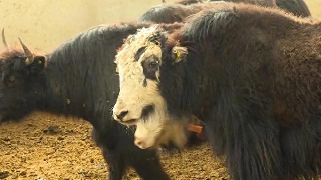 甘南牦牛戴上電子耳標(biāo) 開(kāi)啟智慧養(yǎng)殖新時(shí)代