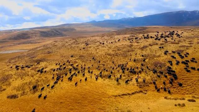 甘南牦牛戴上電子耳標(biāo) 開啟智慧養(yǎng)殖新時(shí)代