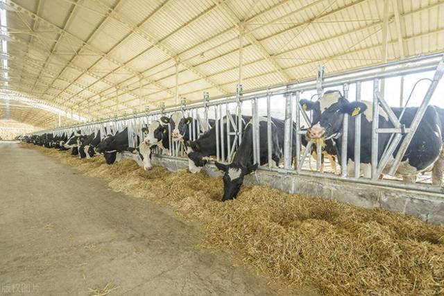 為什么RFID電子耳標(biāo)在畜牧養(yǎng)殖領(lǐng)域越來(lái)越受歡迎？