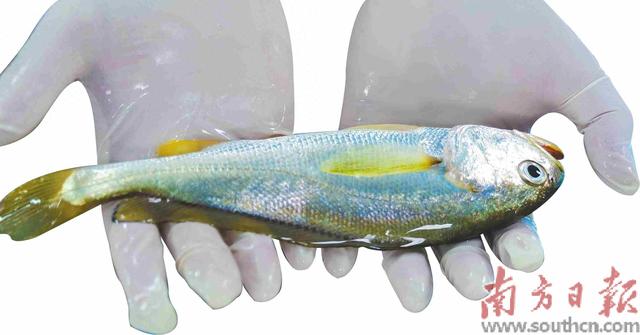 硇洲族大黃魚“添丁”記