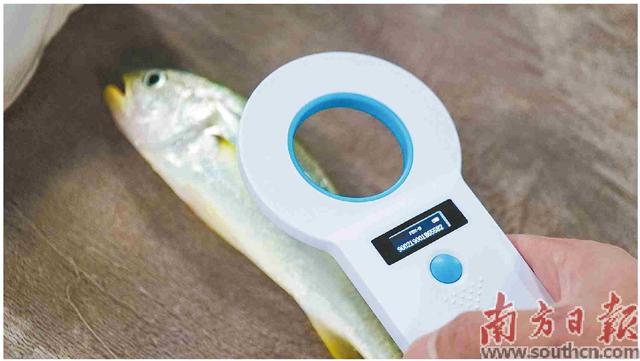 硇洲族大黃魚“添丁”記