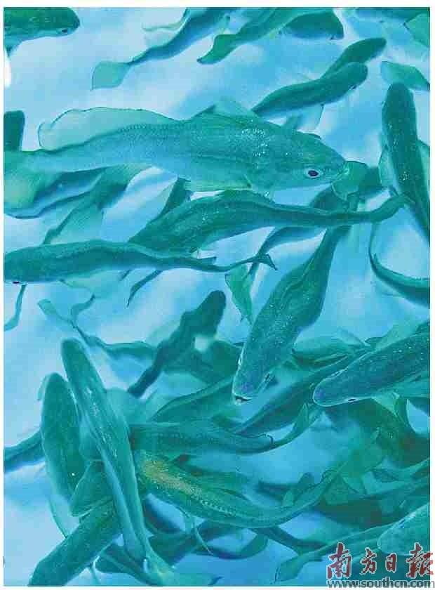 硇洲族大黃魚“添丁”記