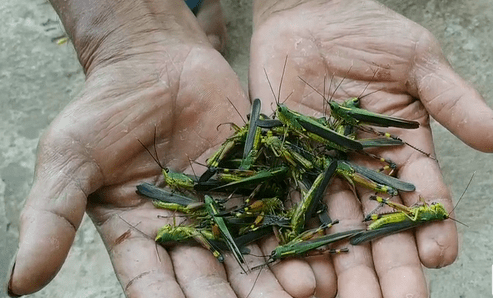 云南竹蝗蟲最新消息，云南竹蝗蟲最新消息，生態(tài)挑戰(zhàn)與防治進展