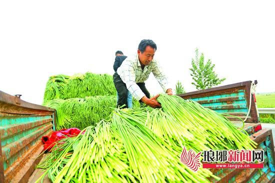 今日蒜苔最新價(jià)格行情